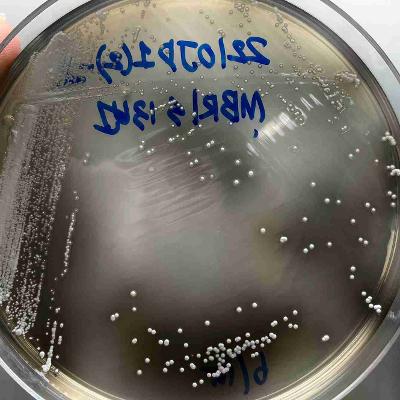 Streptomyces rhizosphaerihabitans