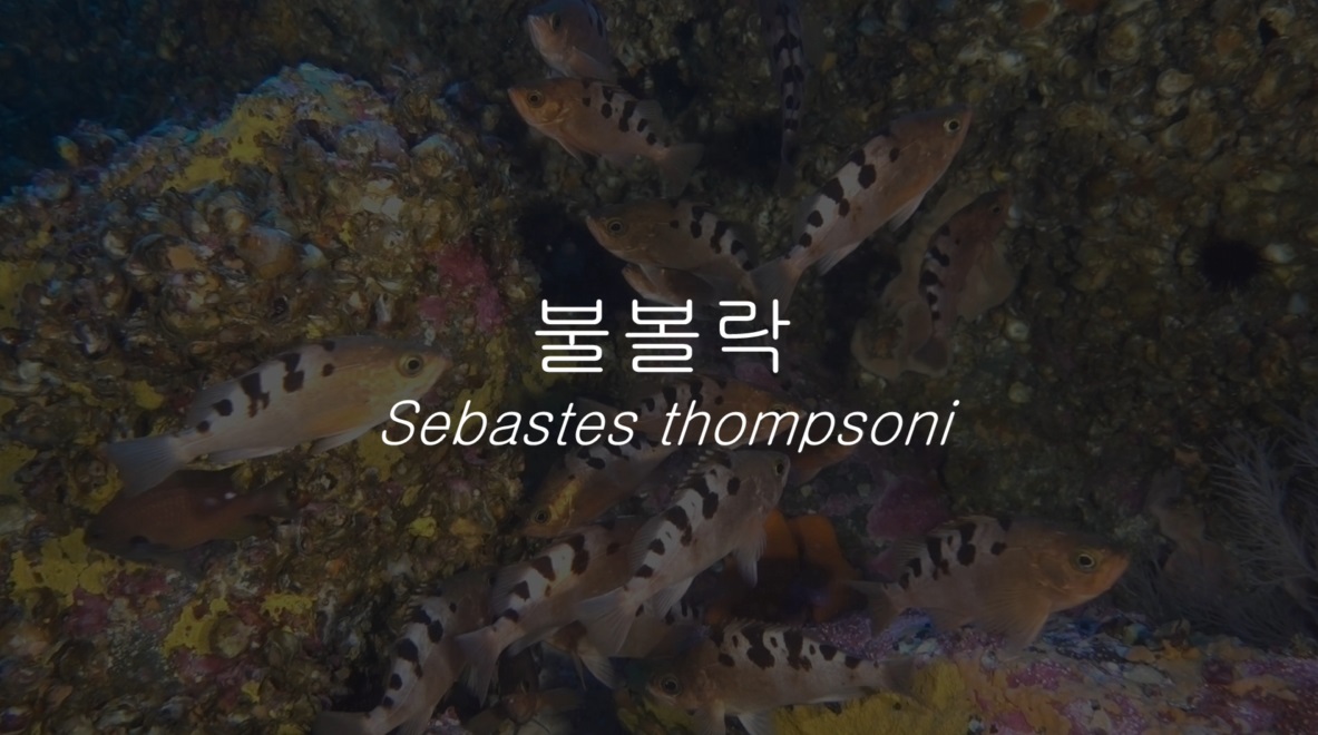 불볼락(Sebastes thompsoni (Jordan & Hubbs, 1925))