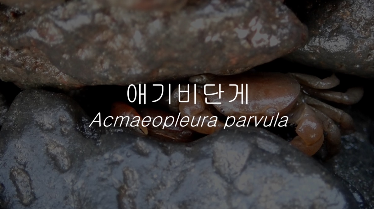 애기비단게(Acmaeopleura parvula Stimpson, 1858)