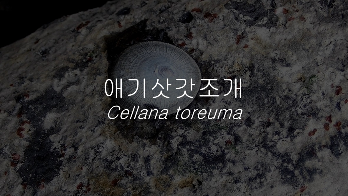 애기삿갓조개(Cellana toreuma (Reeve, 1854))