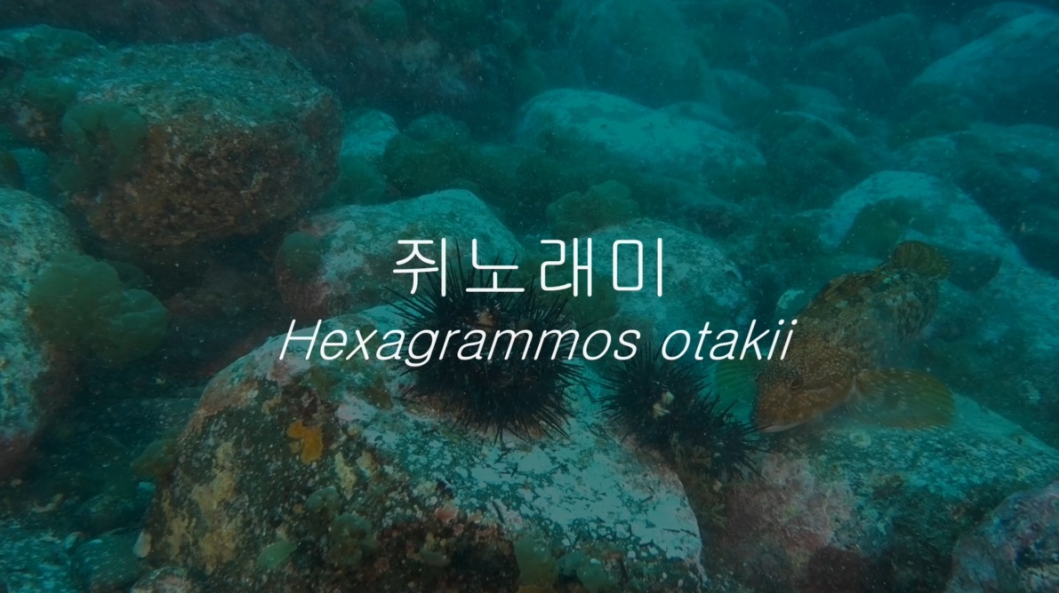 쥐노래미(Hexagrammos otakii Jordan & Starks, 1895)