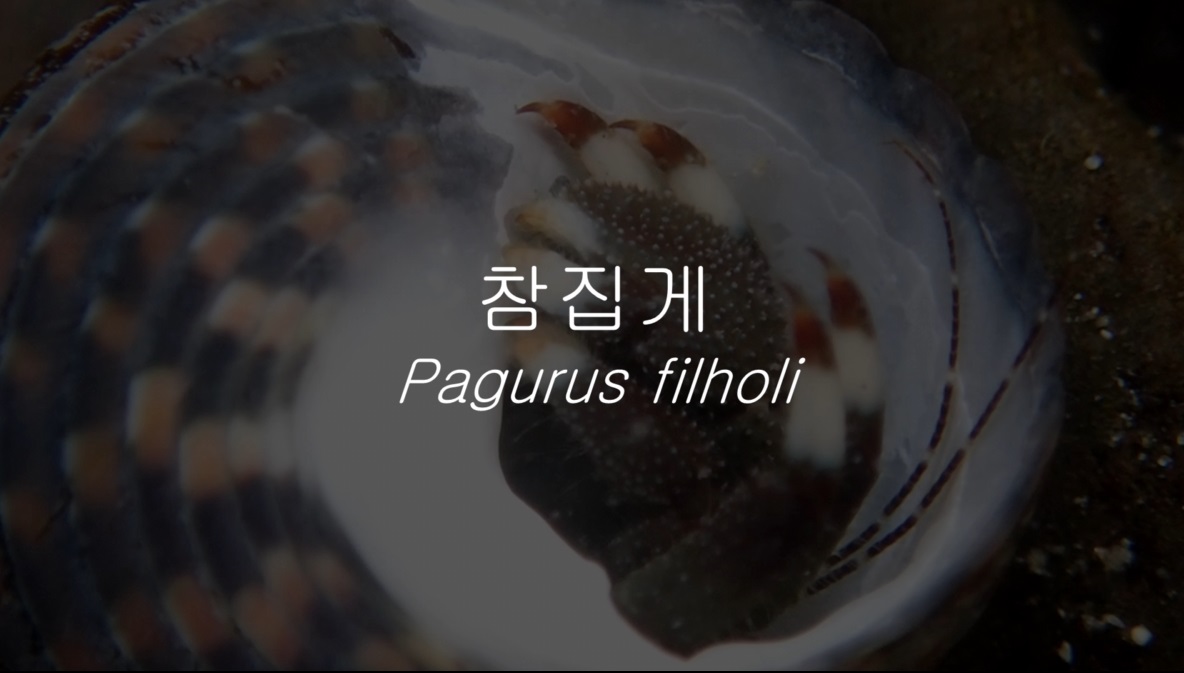 참집게(Pagurus filholi (de Man, 1887))