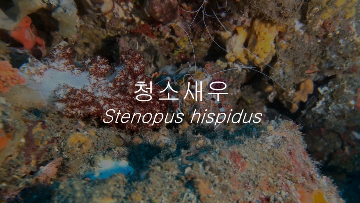 청소새우(Stenopus hispidus (Olivier, 1811))