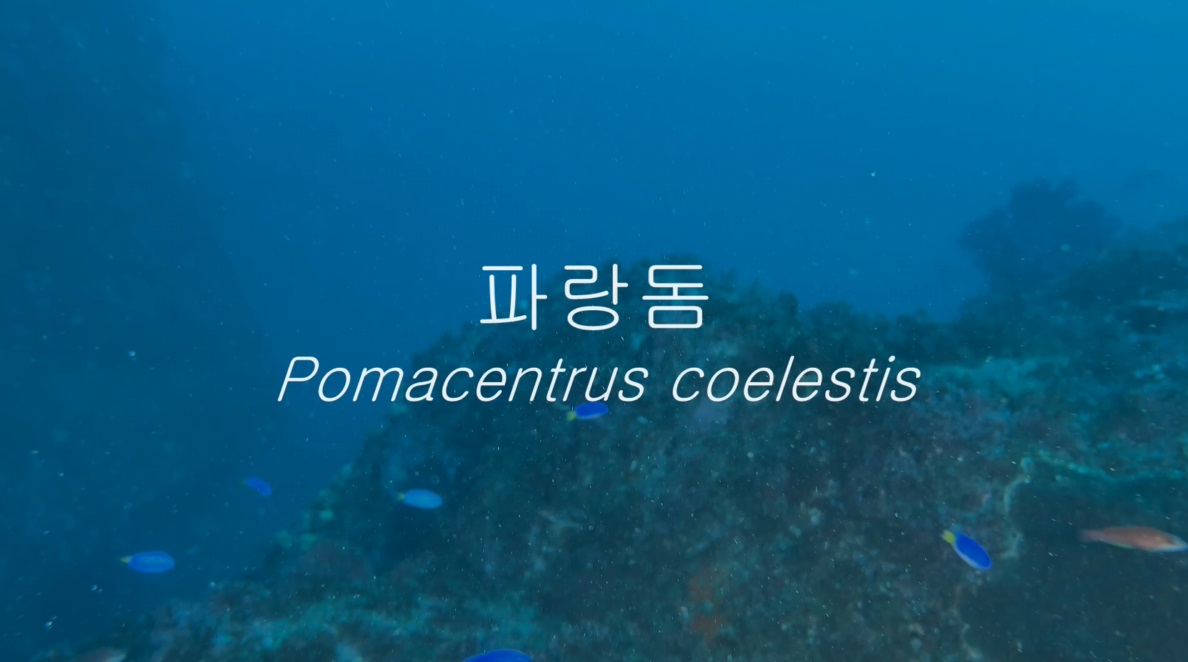 파랑돔(Pomacentrus coelestis Jordan & Starks, 1901)