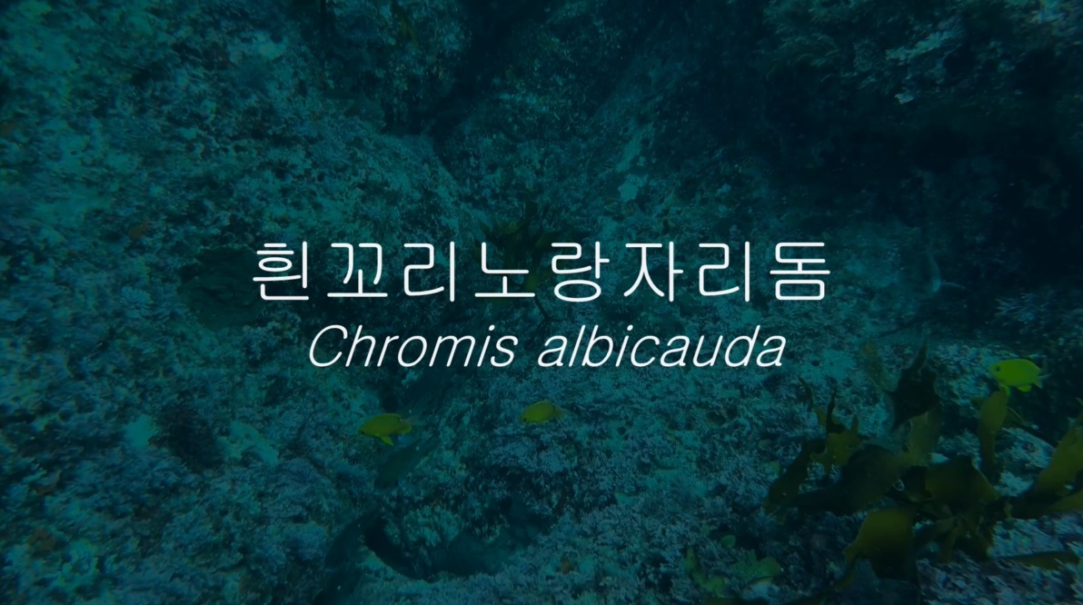 흰꼬리노랑자리돔(Chromis albicauda Allen & Erdmann, 2009)